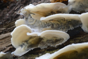 spekzwoerdzwam (phlebia tremellosus) 11-2024 1788